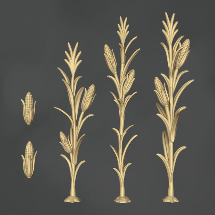 Corn - 10x