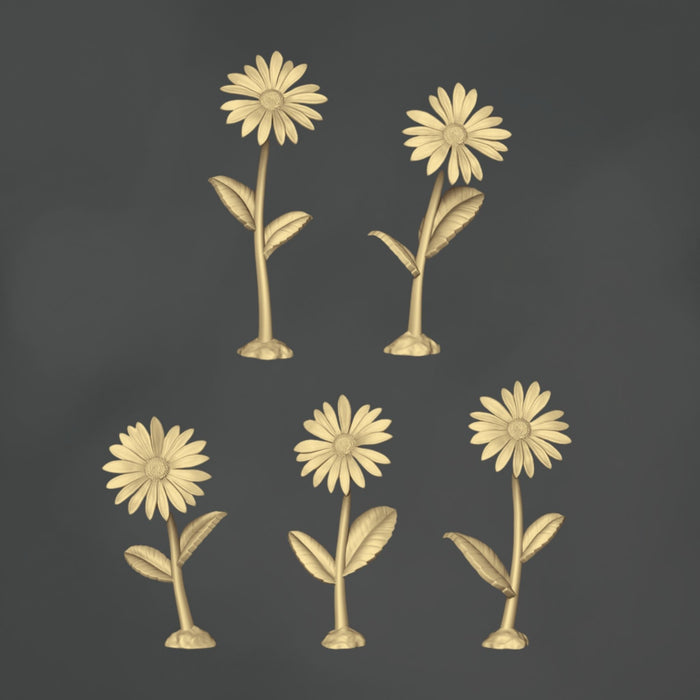 Gänseblümchen – 10x