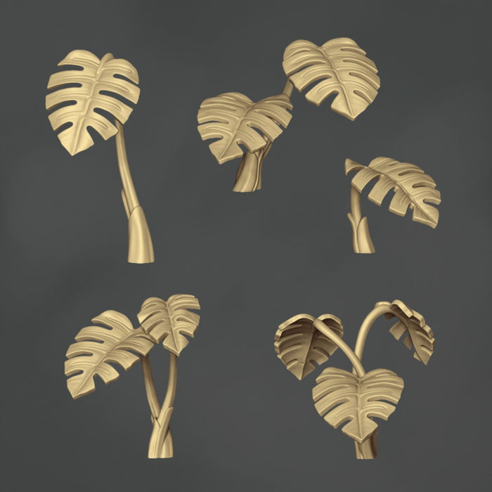 Monstera Deliciosa - 10x