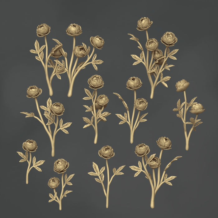 Papaver Rhoeas - 11x