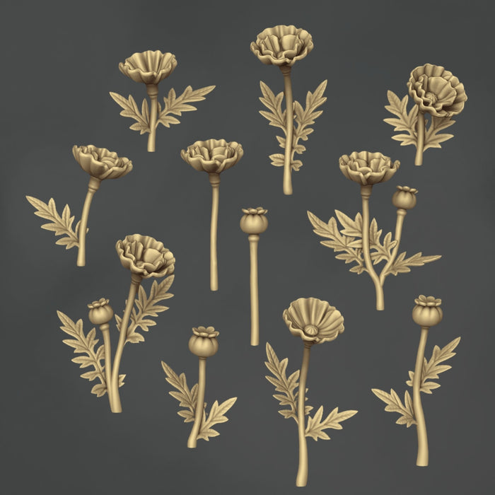 Paeonia Bizanthia - 10x