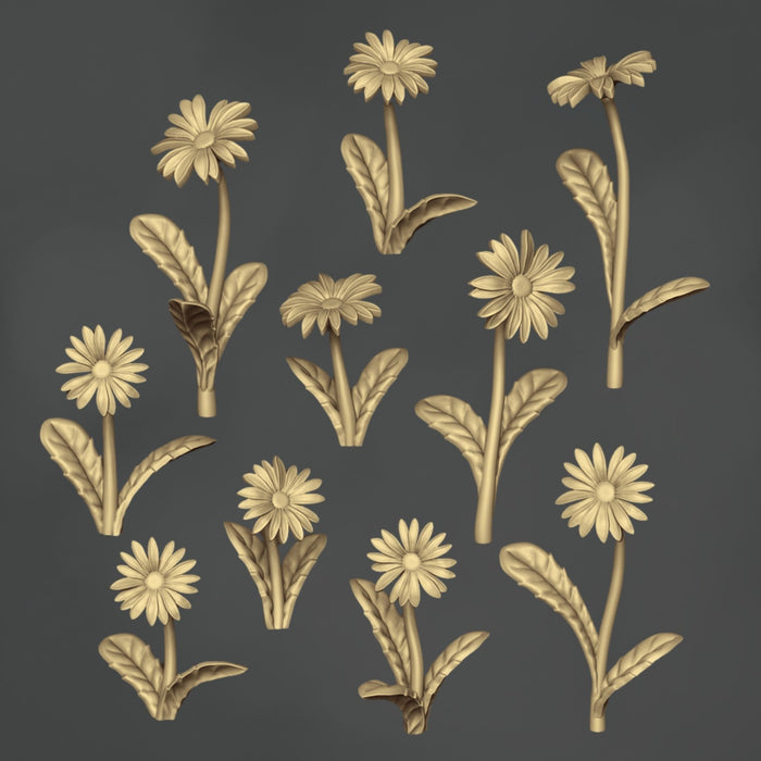 Bellis Perennis - 10x