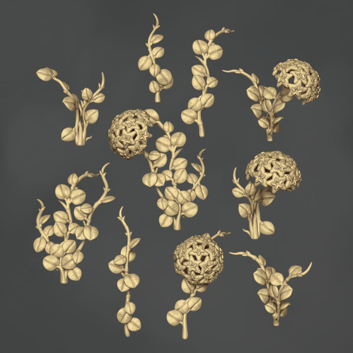Hoya Carnosa x Serpens Mathilde - 10x