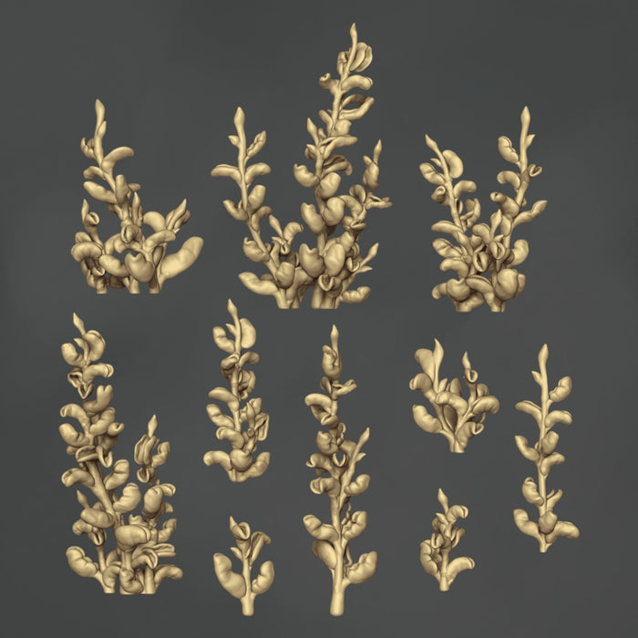 Hoya Carnosa Var Compacta - 10x