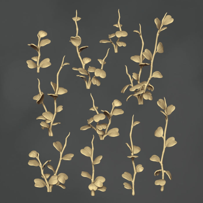 Hoya Kerrii - 10x