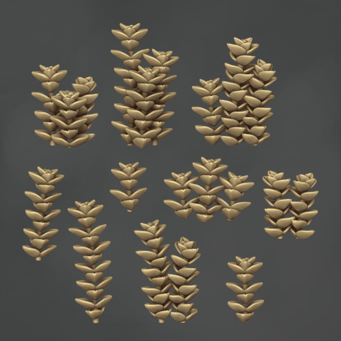 Crasula Perforata - 10x