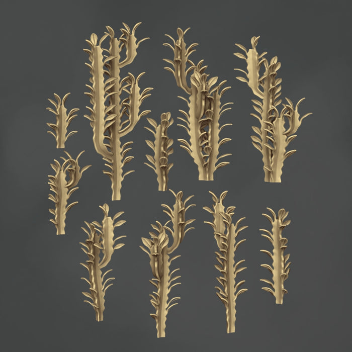 Euphorbia Trigona - 10x