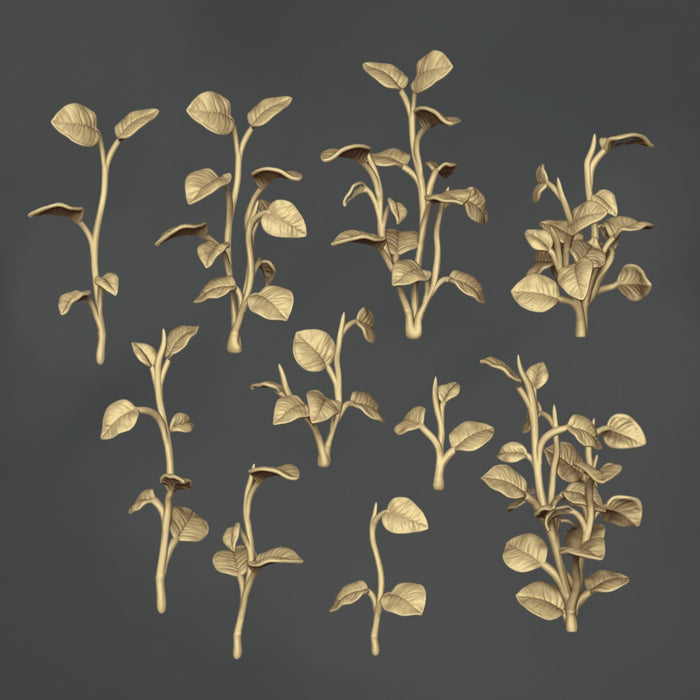Epipremnum Aureum - 10x