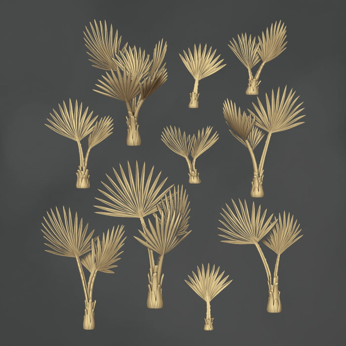Washingtonia Robusta - 10x