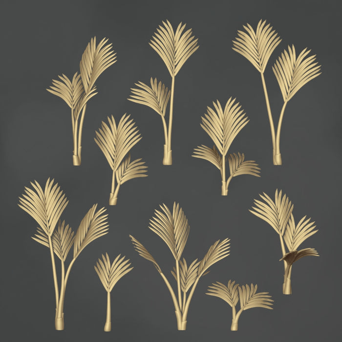 Howea Forsteriana - 10x