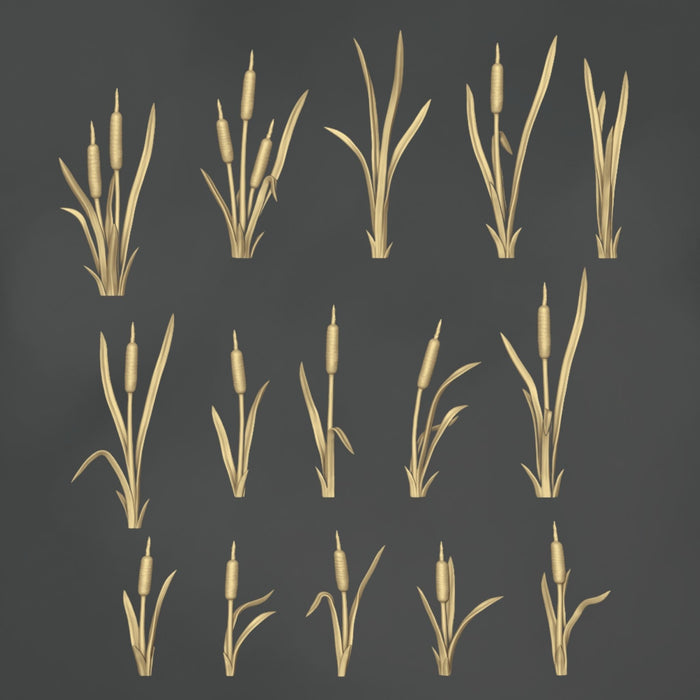 Typha Latifolia - 15x