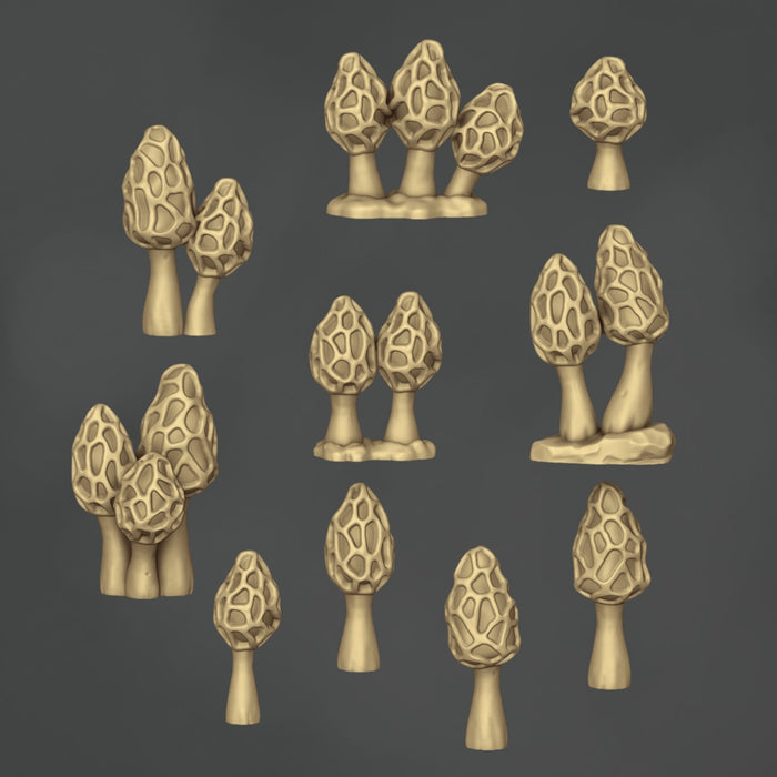 Morchella Galilaea Pilze - 10x
