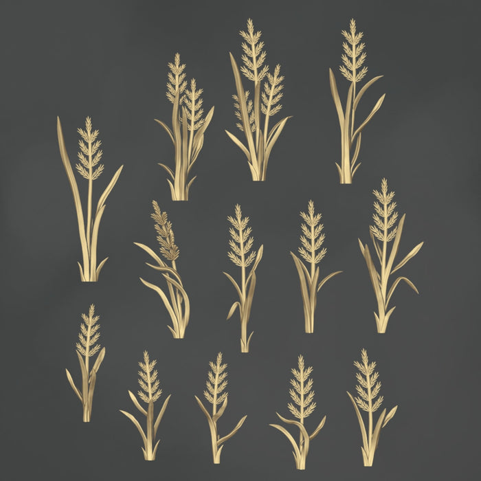 Phragmites Australis - 13x