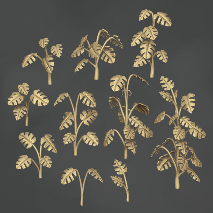 Monstera Deliciosa Borsigiana Variegata - 10x