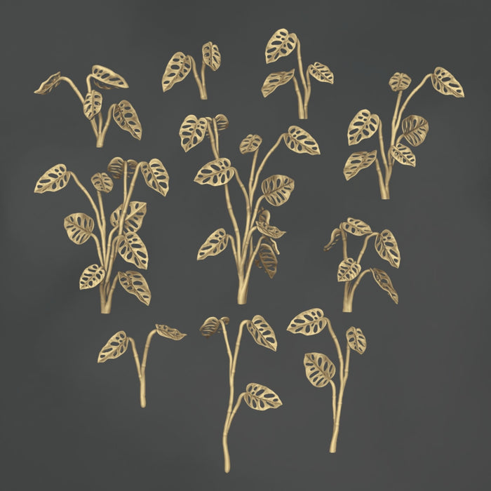 Monstera Adonsonii - 10x