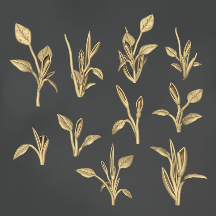 Philodendron Erubescens - 10x