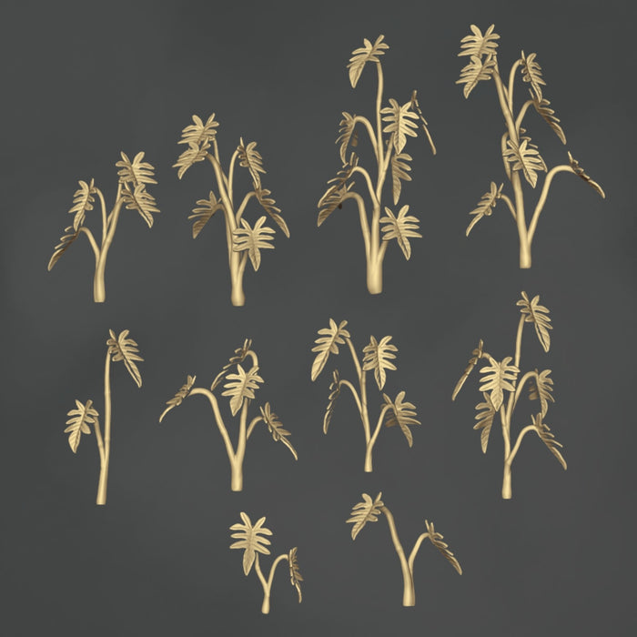 Philodendron Pedatum - 10x