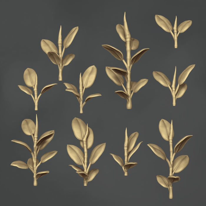 Ficus Elastica - 10x