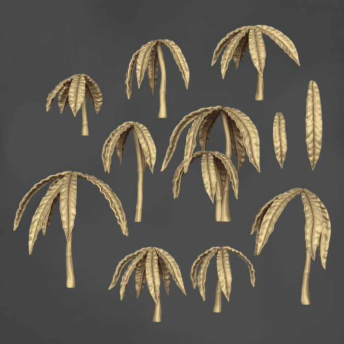 Anthurium Polydactylum - 11x