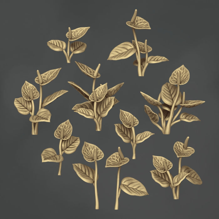 Anthurium Andraeanum - 10x