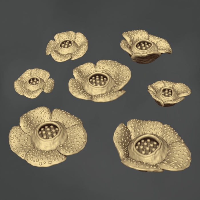 Raffelesia Arnoldii - 7x