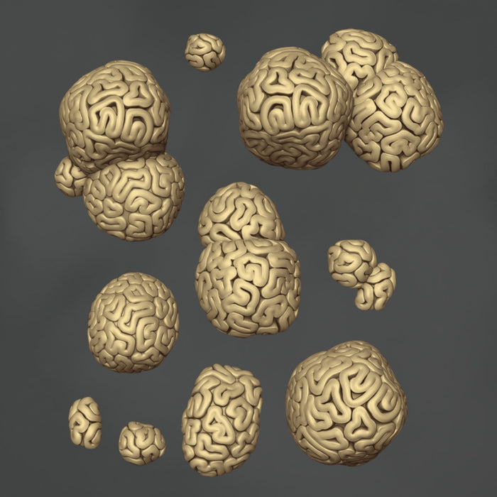 Brain Coral - 10x