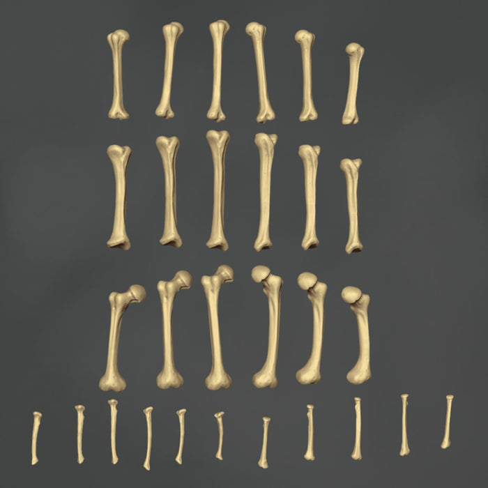 Bones - 29x